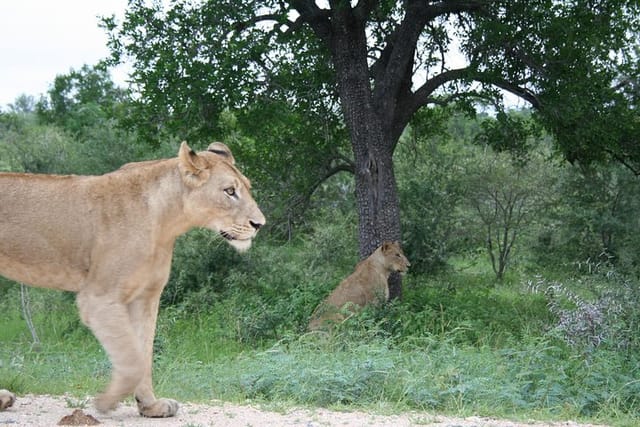 Get close to wildlife